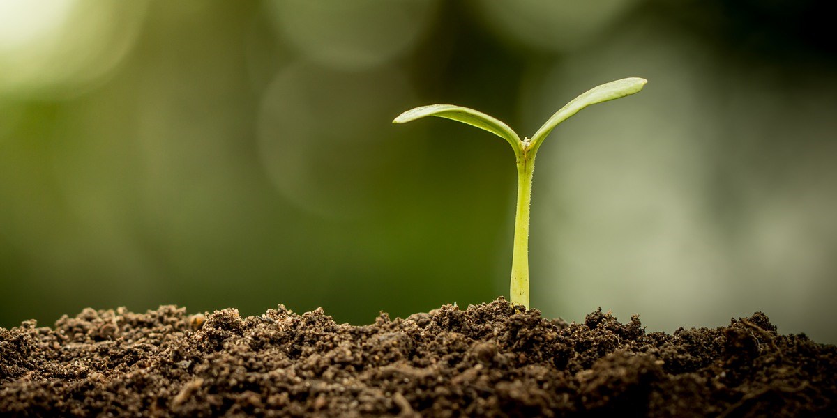 Young plant growing in soil on green bokeh background